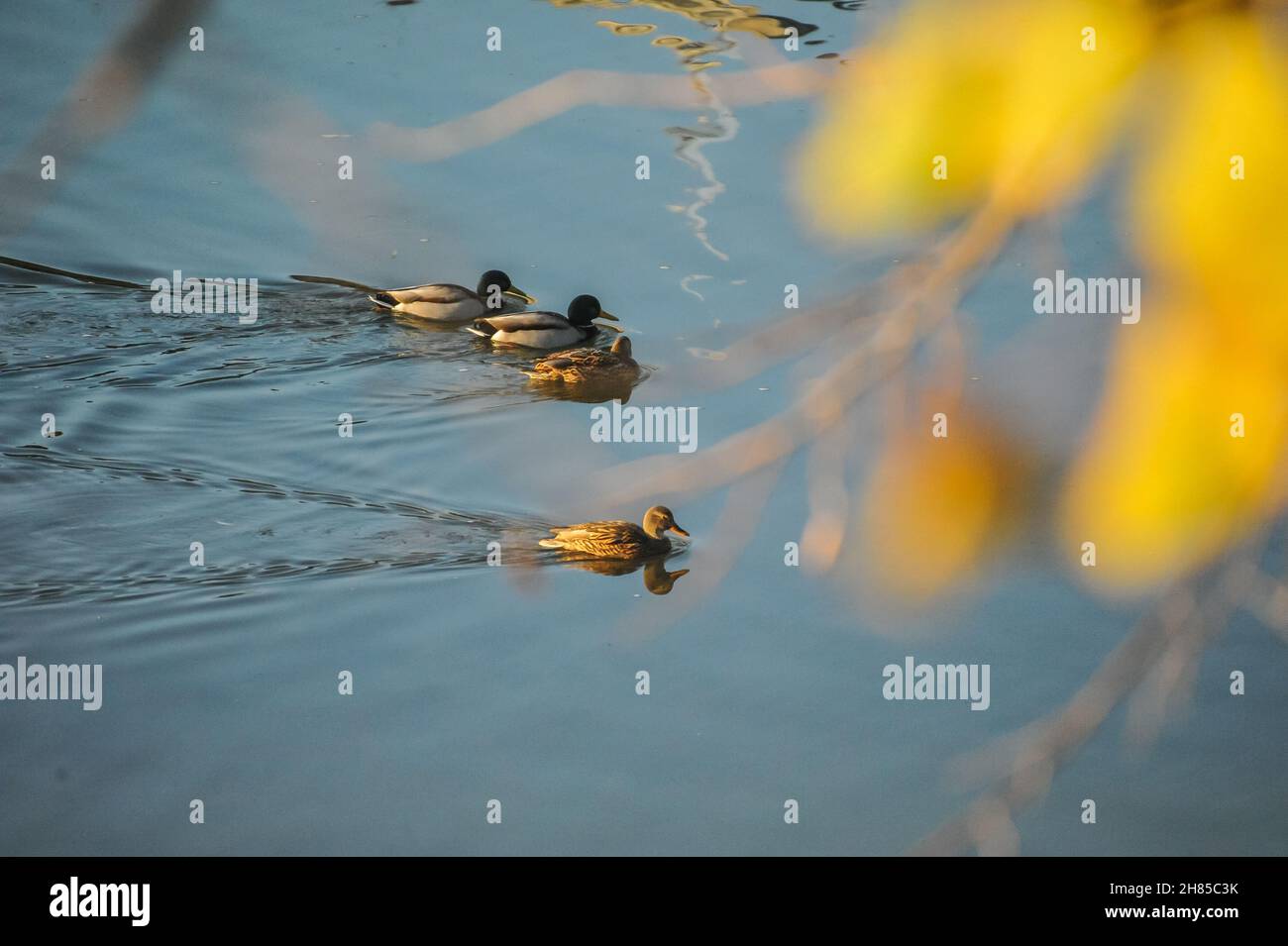 Anatre che nuotano sul fiume nel centro della città Foto Stock