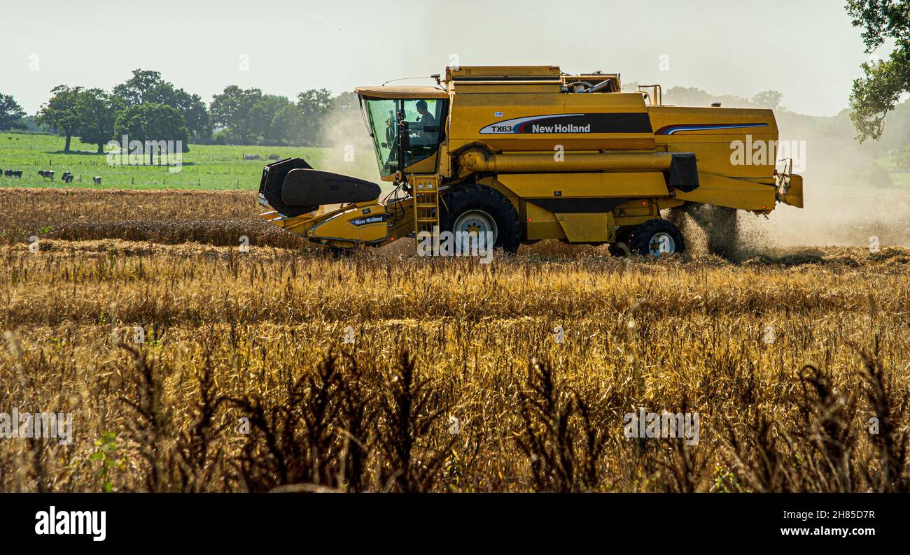Mietitrebbia New Holland al lavoro vicino a Nantwich, Cheshire, Regno Unito Foto Stock