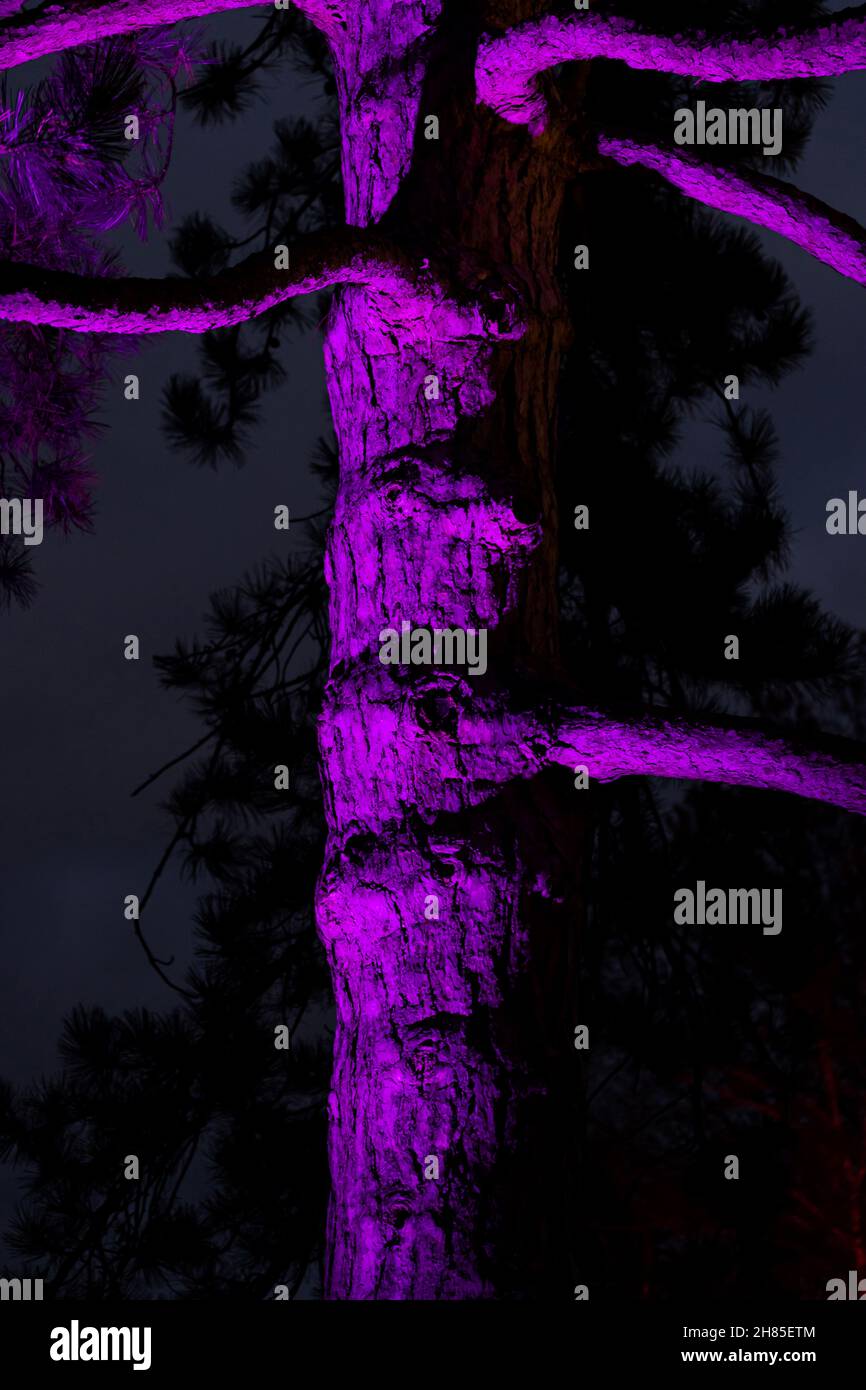 il grande tronco d'albero di notte illuminato da una luce color magenta crea un'immagine misteriosa, spettrale e inquietante Foto Stock