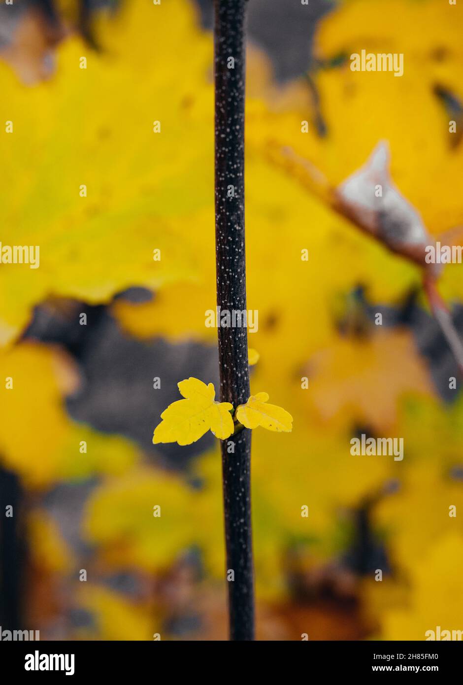 Primo piano di piccole foglie gialle. Colori giallo autunno. Bella foto su sfondo sfocato con foglie gialle. Foto di alta qualità Foto Stock