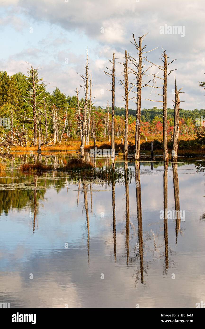 Un laghetto di castori nella diga di Birch Hill - Area ricreativa del lago Dennison a Winchendon, Massachusetts Foto Stock