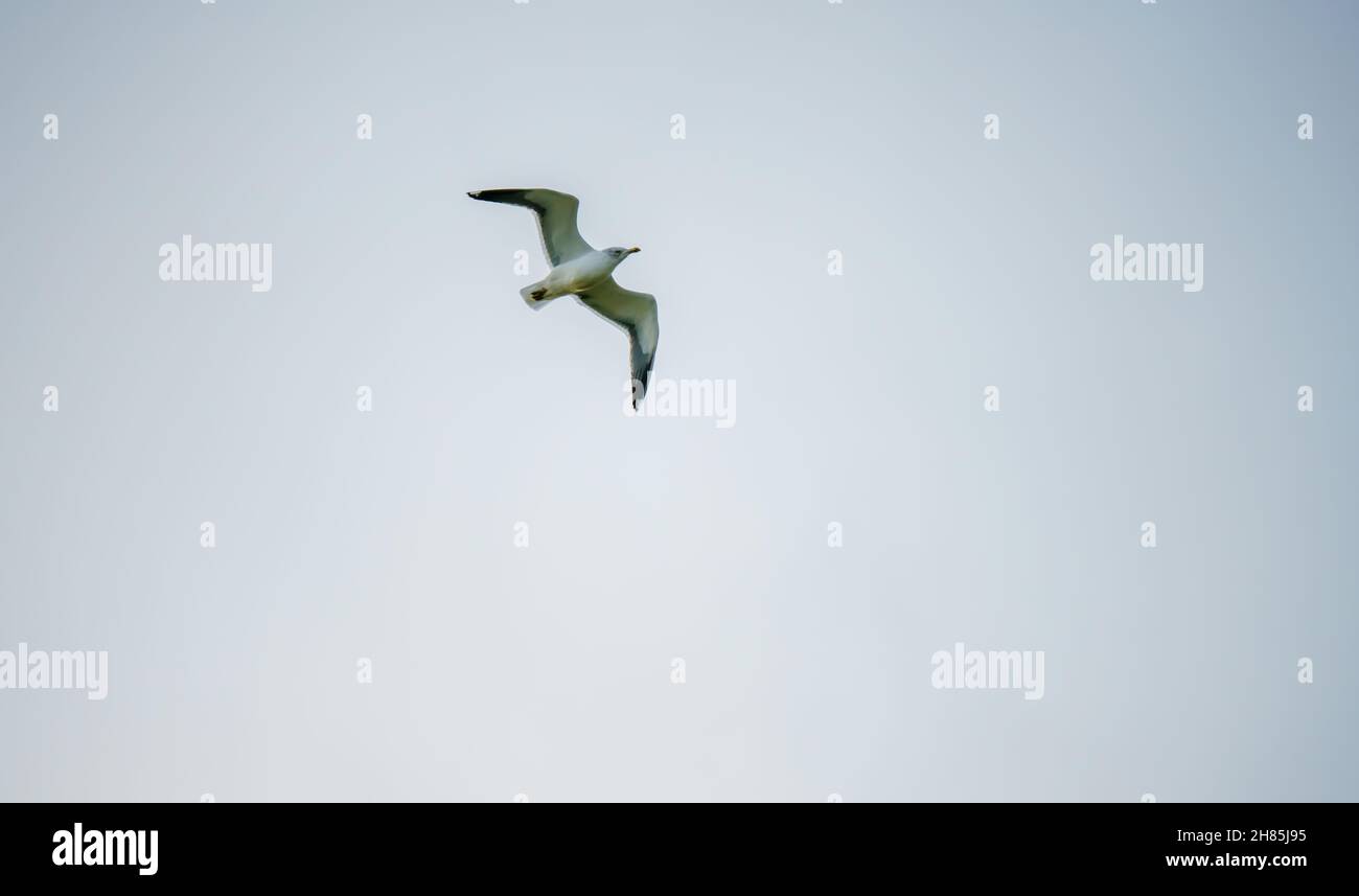 Gabbiano europeo delle aringhe (Larus argentatus) che svetta sopra Salisbury Plain Wiltshire Regno Unito Foto Stock