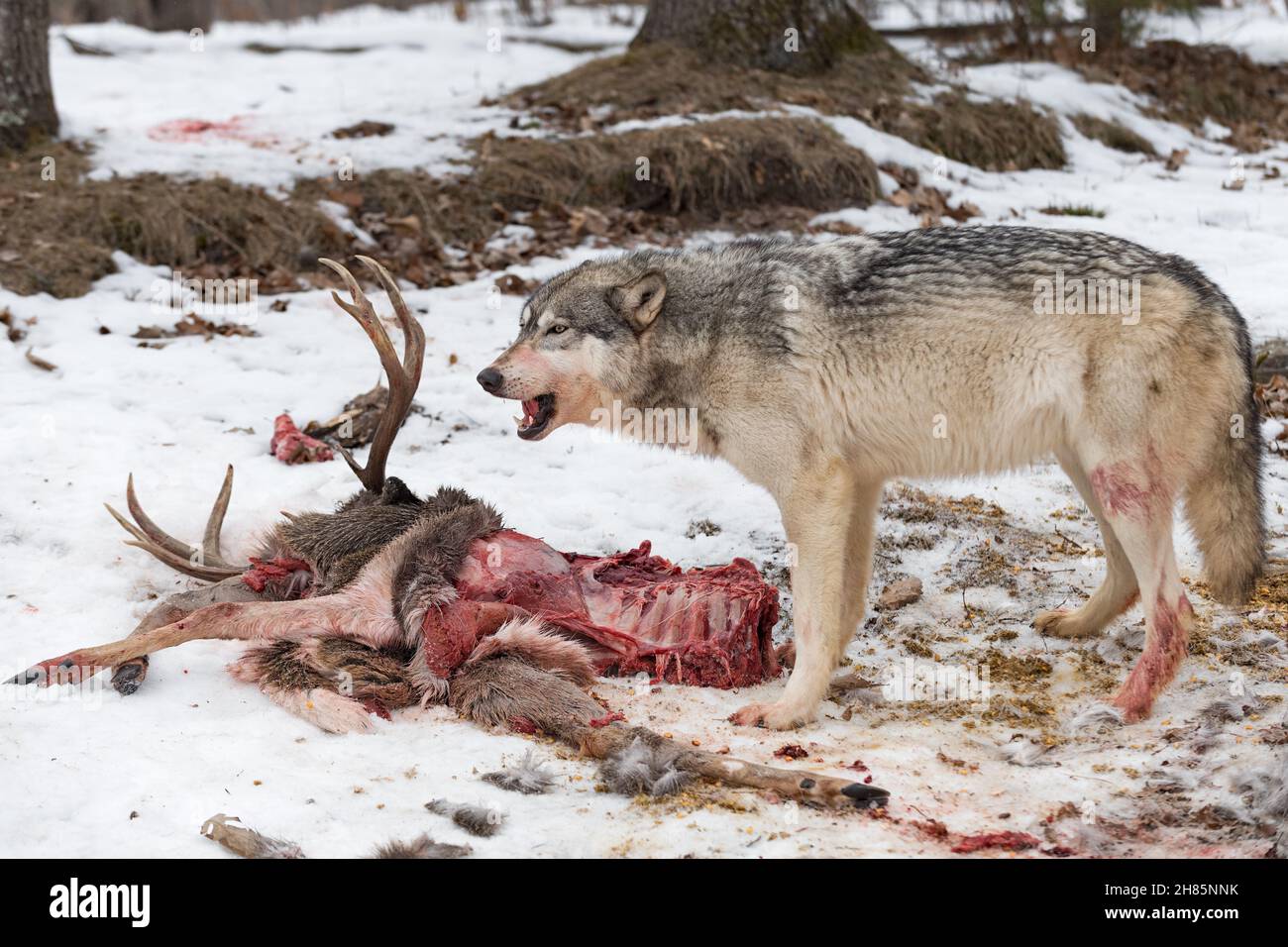Lupo grigio (Canis lupus) con boccone di carne da resti di Deer carcassa Inverno - animale prigioniero Foto Stock