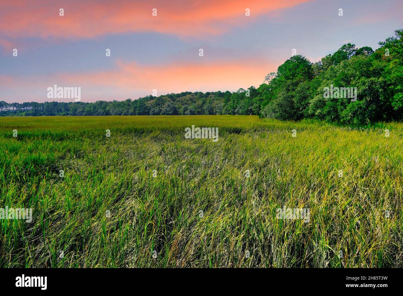 Marsh costiera nel tardo pomeriggio Foto Stock