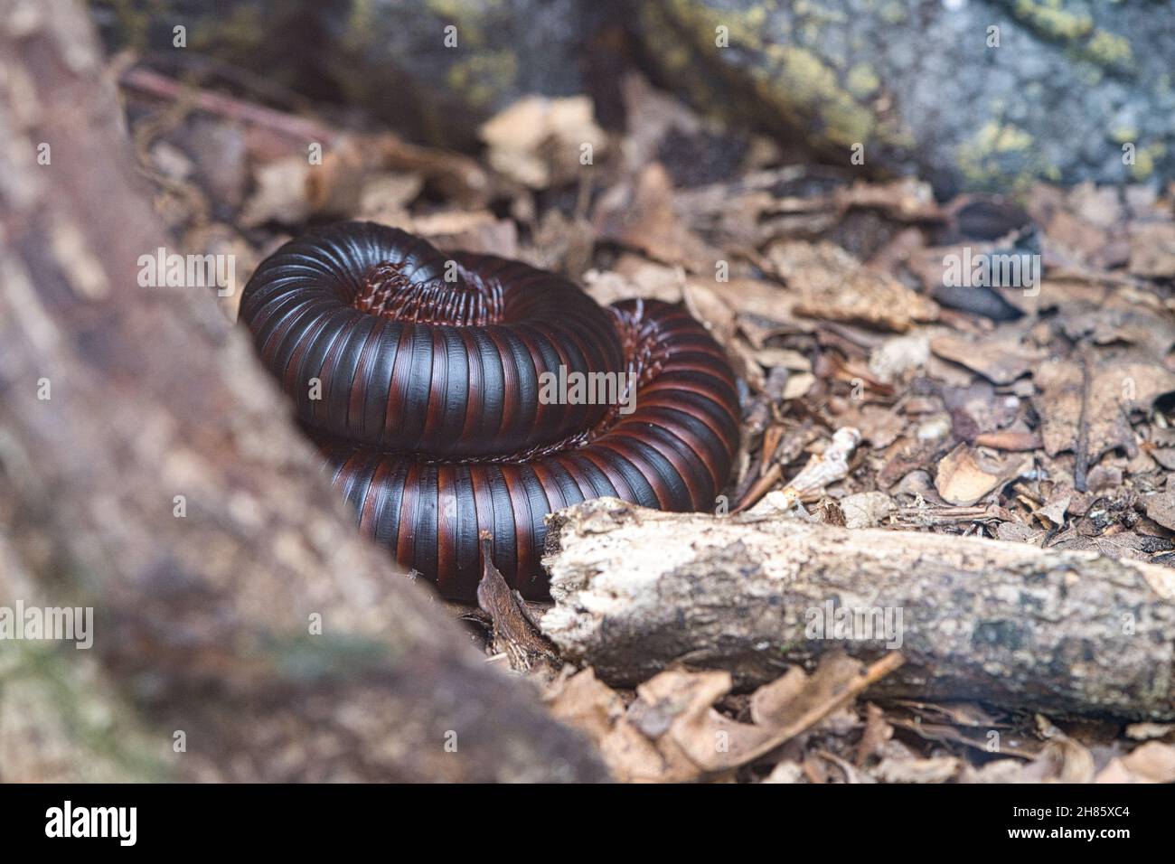 Un centipede gigante arrotolato in un terrario. Un insetto interessante da osservare. Foto Stock