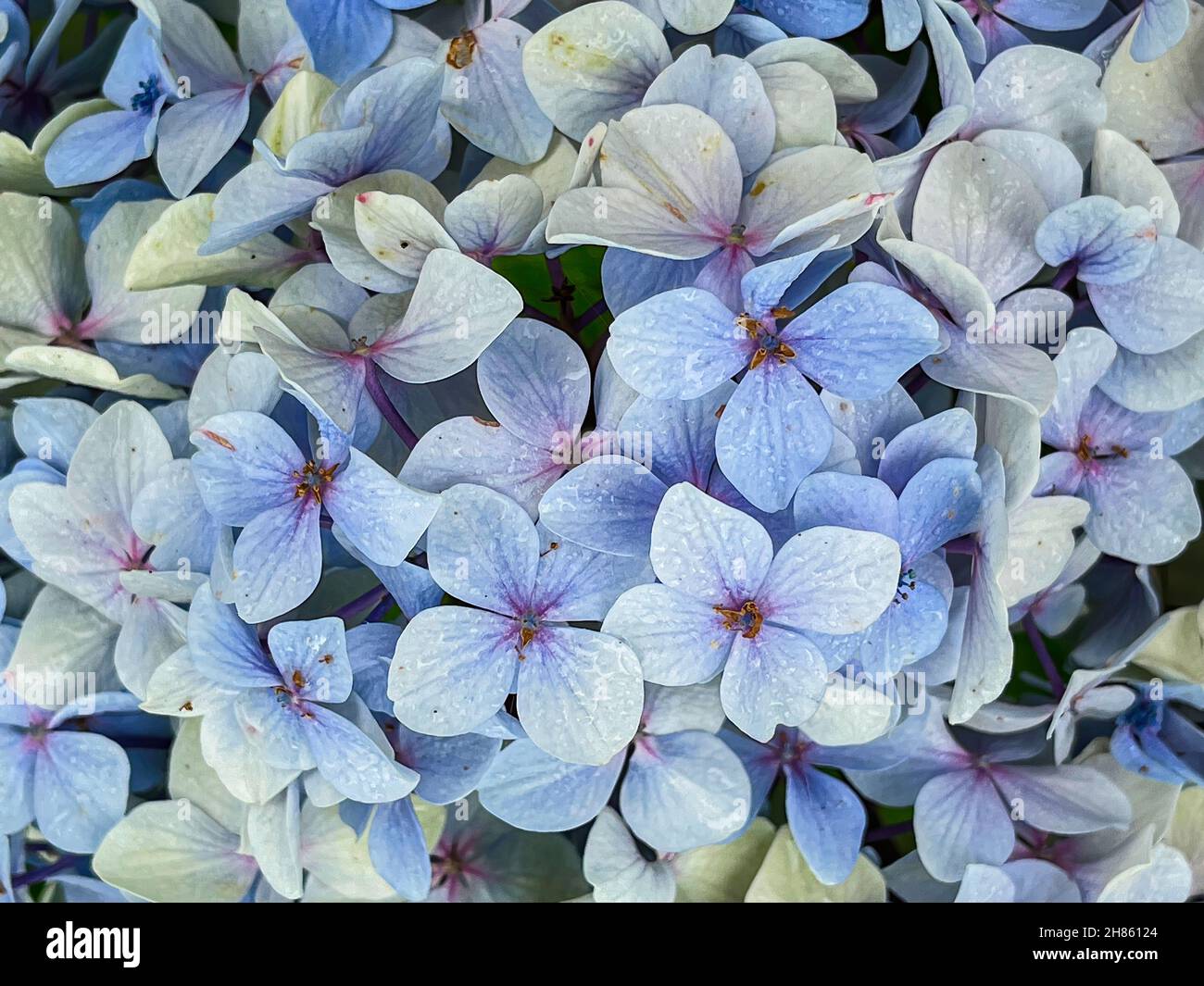 primo piano di hydrangeas bluastro, sfondo floreale blu, orizzontale Foto Stock