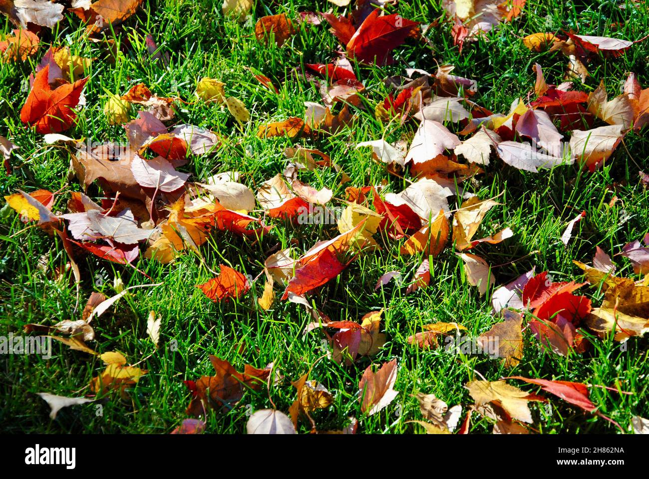 Foglie autunnali colorate che ricoprono l'erba verde a Lakewood, Ohio Foto Stock