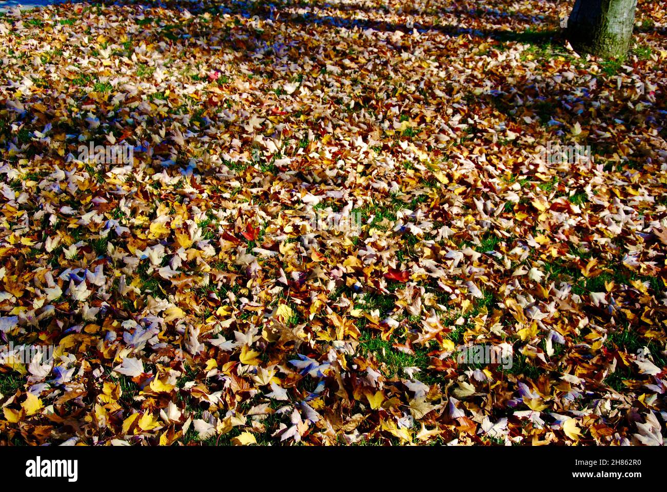 Foglie autunnali colorate che ricoprono l'erba verde a Lakewood, Ohio Foto Stock