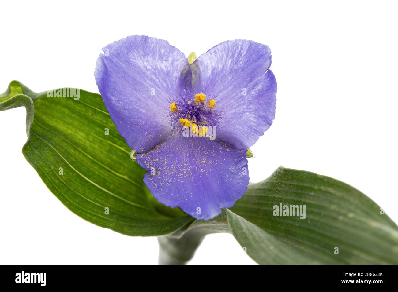 Fiore viola di tradescantia, isolato su sfondo bianco Foto Stock