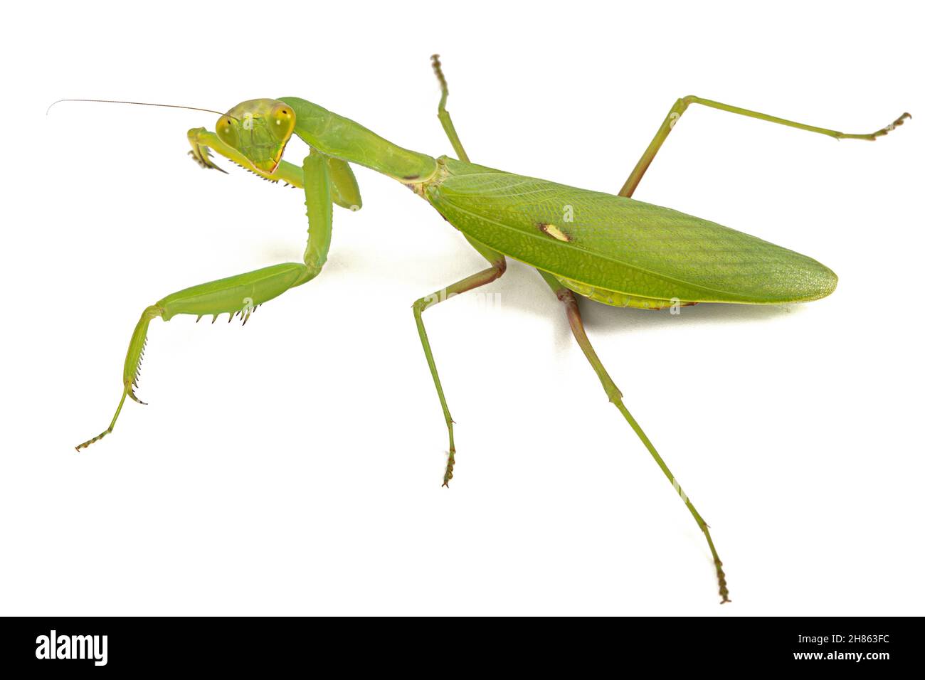 Mantis ordinario o mantide religiosa, isolati su sfondo bianco Foto Stock