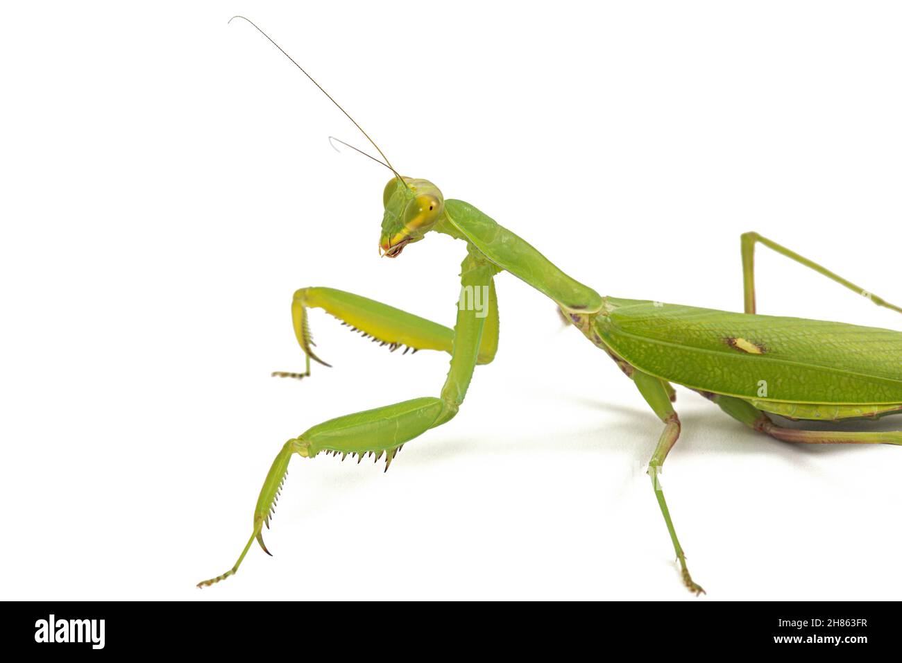 Mantis ordinario o mantide religiosa, isolati su sfondo bianco Foto Stock