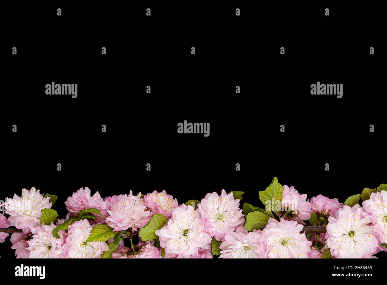 Bordo per incorniciatura da ramo di mandorla fiorito, isolato su sfondo nero Foto Stock