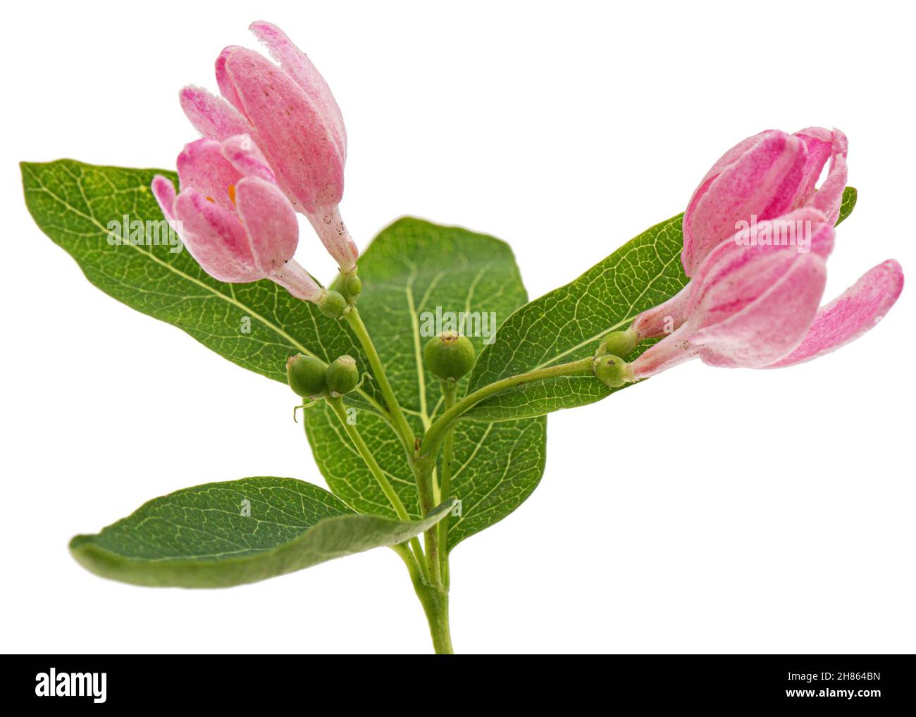 Boccioli d'apertura di honeysuckle Tatar, isolato su sfondo bianco Foto Stock