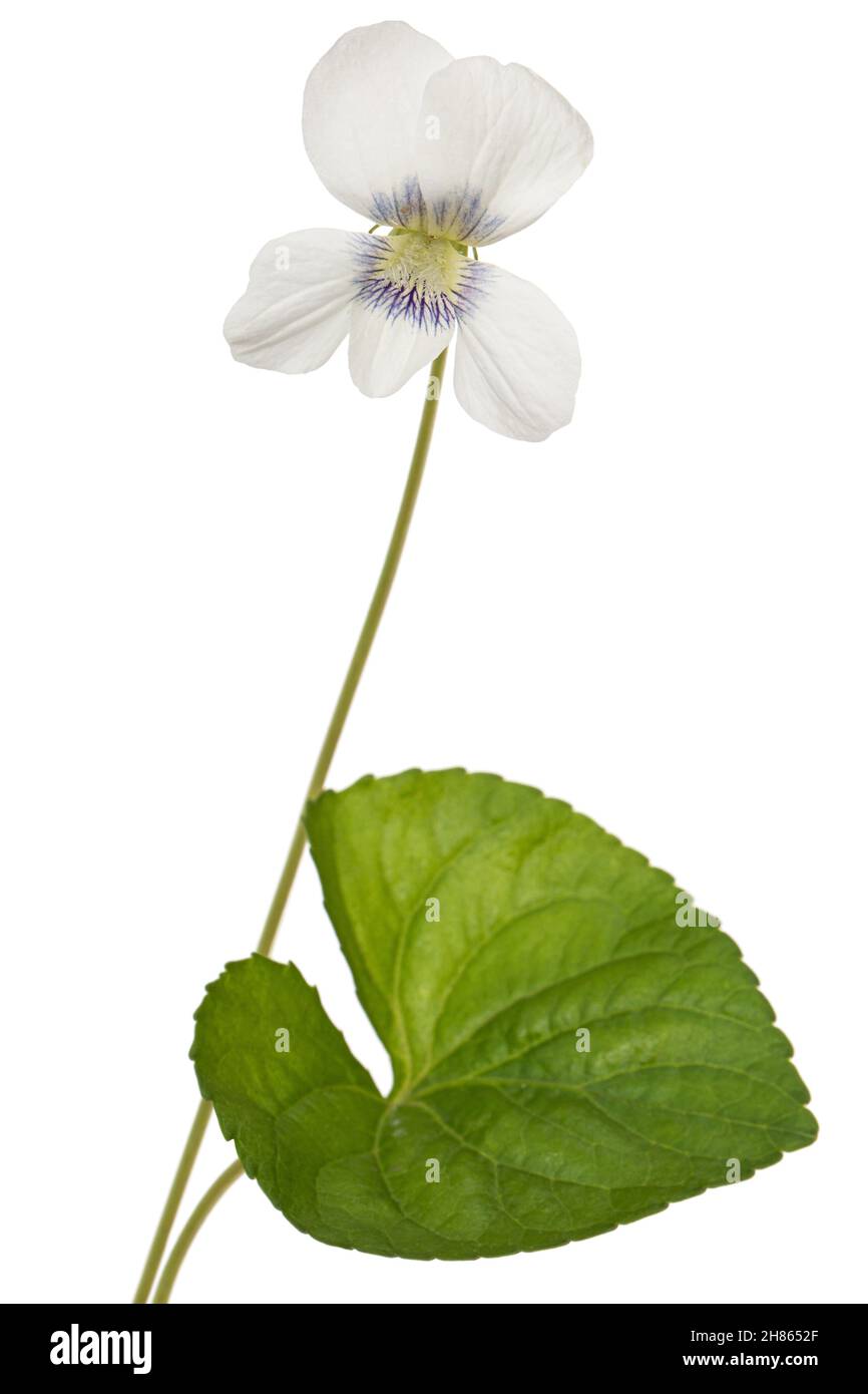 Fiore bianco della violetta, lat. Viola odorata, isolato su fondo bianco Foto Stock