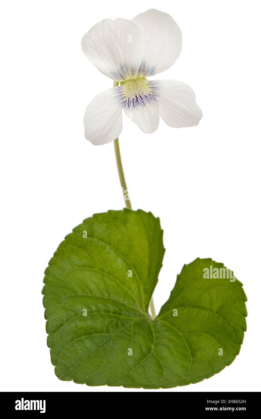 Fiore bianco della violetta, lat. Viola odorata, isolato su fondo bianco Foto Stock