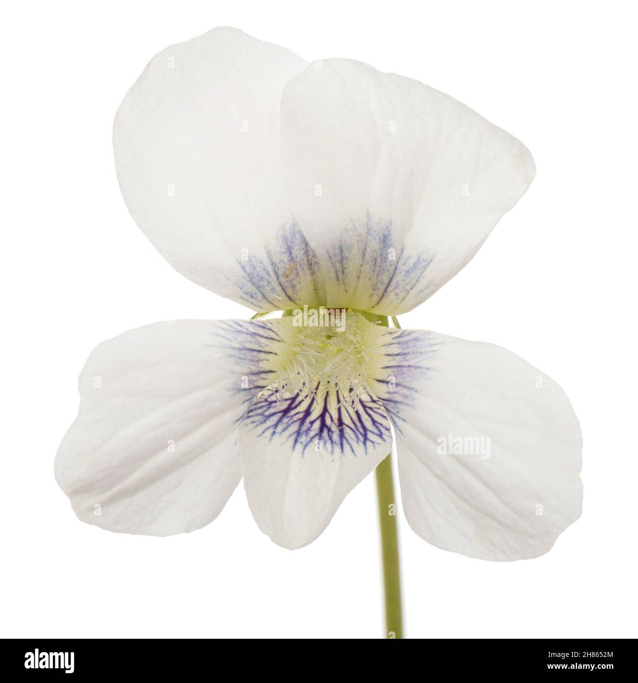 Fiore bianco della violetta, lat. Viola odorata, isolato su fondo bianco Foto Stock