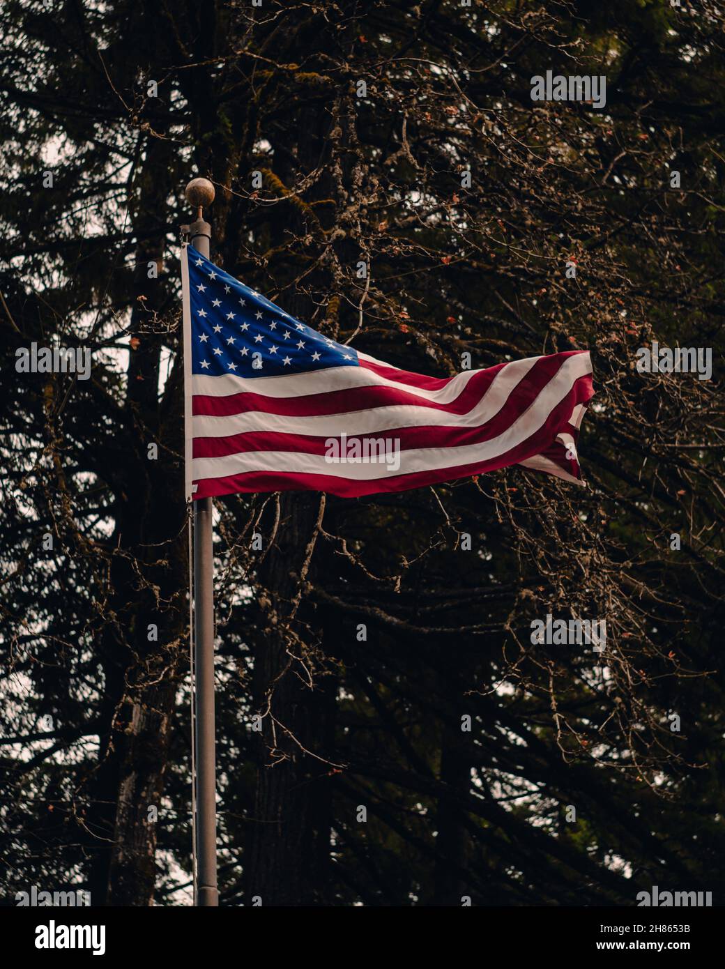 Bandiera USA in natura Foto Stock