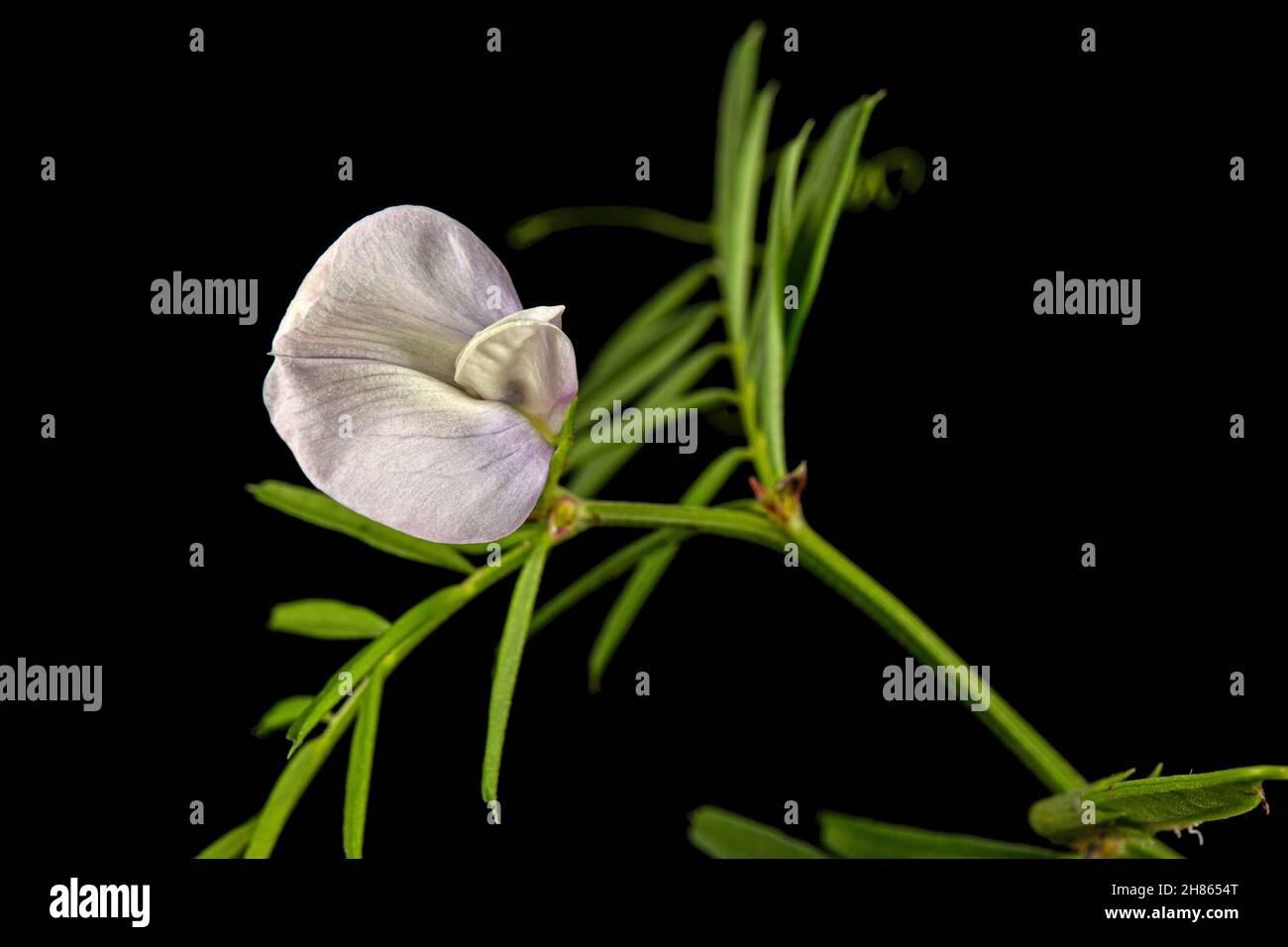 Fiori viola chiaro di piselli dolci selvatici, isolati su sfondo nero Foto Stock