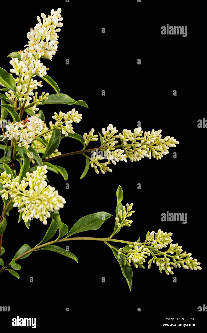 Infiorescenza di privet, lat. Ligustrum, isolato su sfondo nero Foto Stock