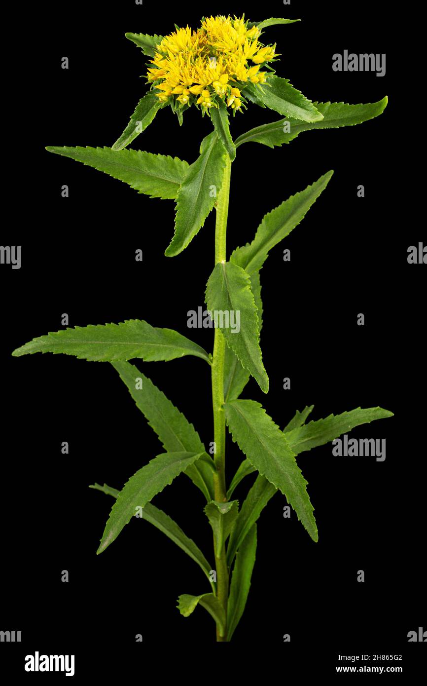 Infiorescenza dei fiori gialli di rosea di rodiola, isolati su sfondo bianco Foto Stock