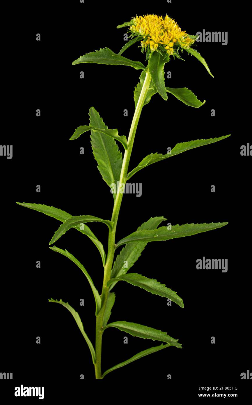 Infiorescenza dei fiori gialli di rosea di rodiola, isolati su sfondo nero Foto Stock
