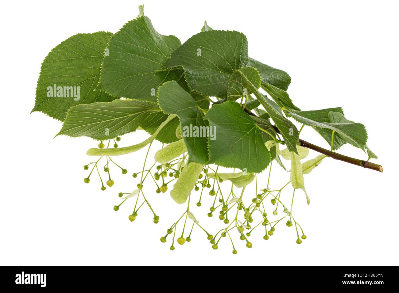 Il verde delle foglie e frutti di linden, isolati su sfondo bianco Foto Stock