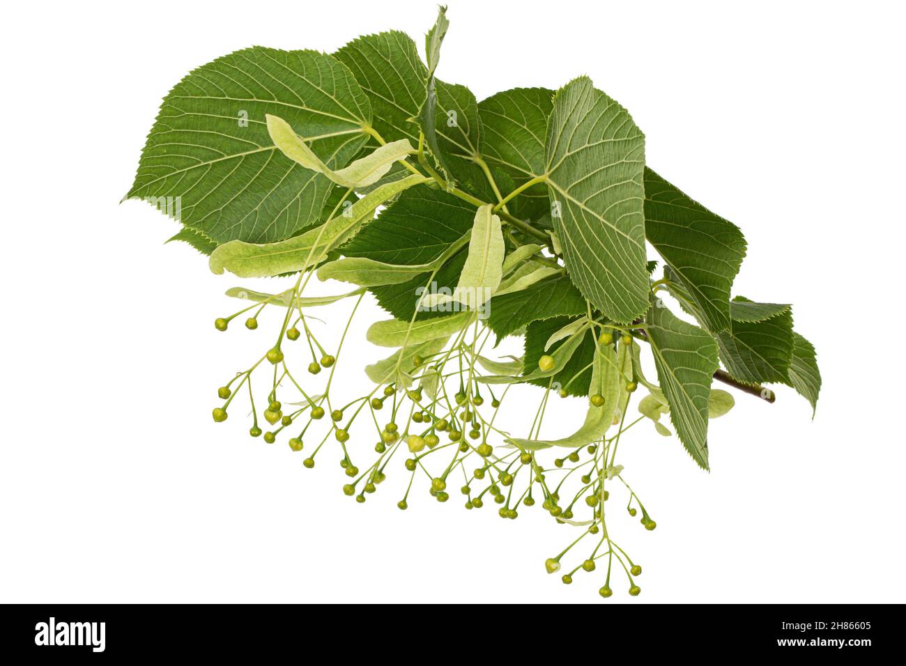Il verde delle foglie e frutti di linden, isolati su sfondo bianco Foto Stock