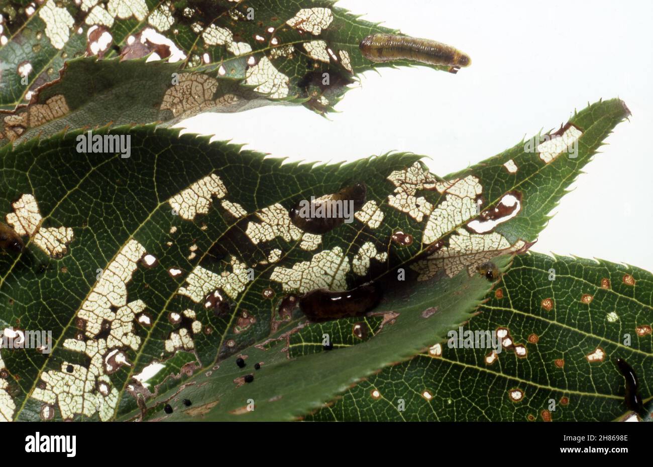 PERO E CILIEGIA SLUG (CALIROA CERASI) COSÌ CHIAMATO PERCHÉ LE LARVE SONO VERDE SCURO E DI ASPETTO SLIMY. Foto Stock