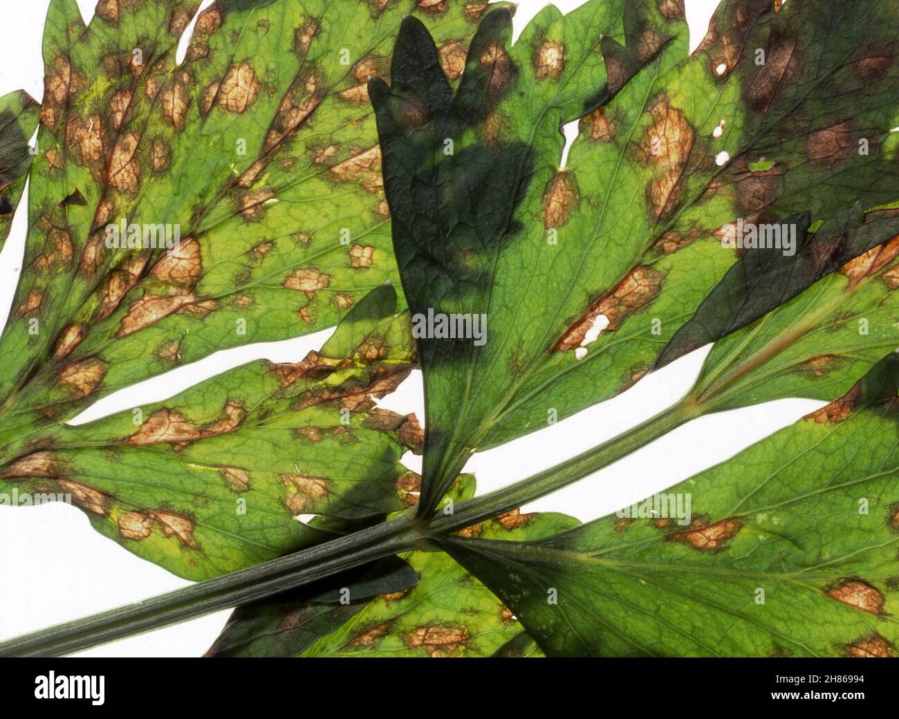 PRIMO PIANO DELLA PIAGA TARDIVA (SEPTORIA APIICOLA) SU FOGLIE DI PIANTE DI SEDANO (APIUM GRAVEOLENS). LA PIAGA TARDIVA È UNA MALATTIA FUNGINA. AUSTRALIA. Foto Stock