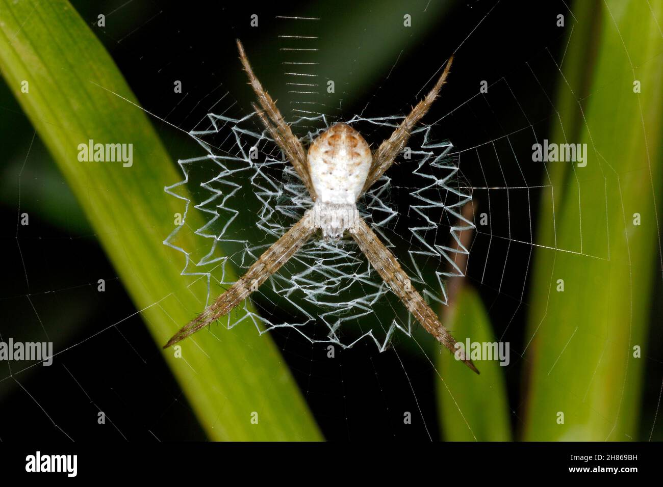 St Andrews Cross Spider, Argiope keyserlingi, è un ragnatela di tessitore di orb dall'Australia. Giovane femmina, mostrando la croce stabilimentum nella sua rete. Foto Stock