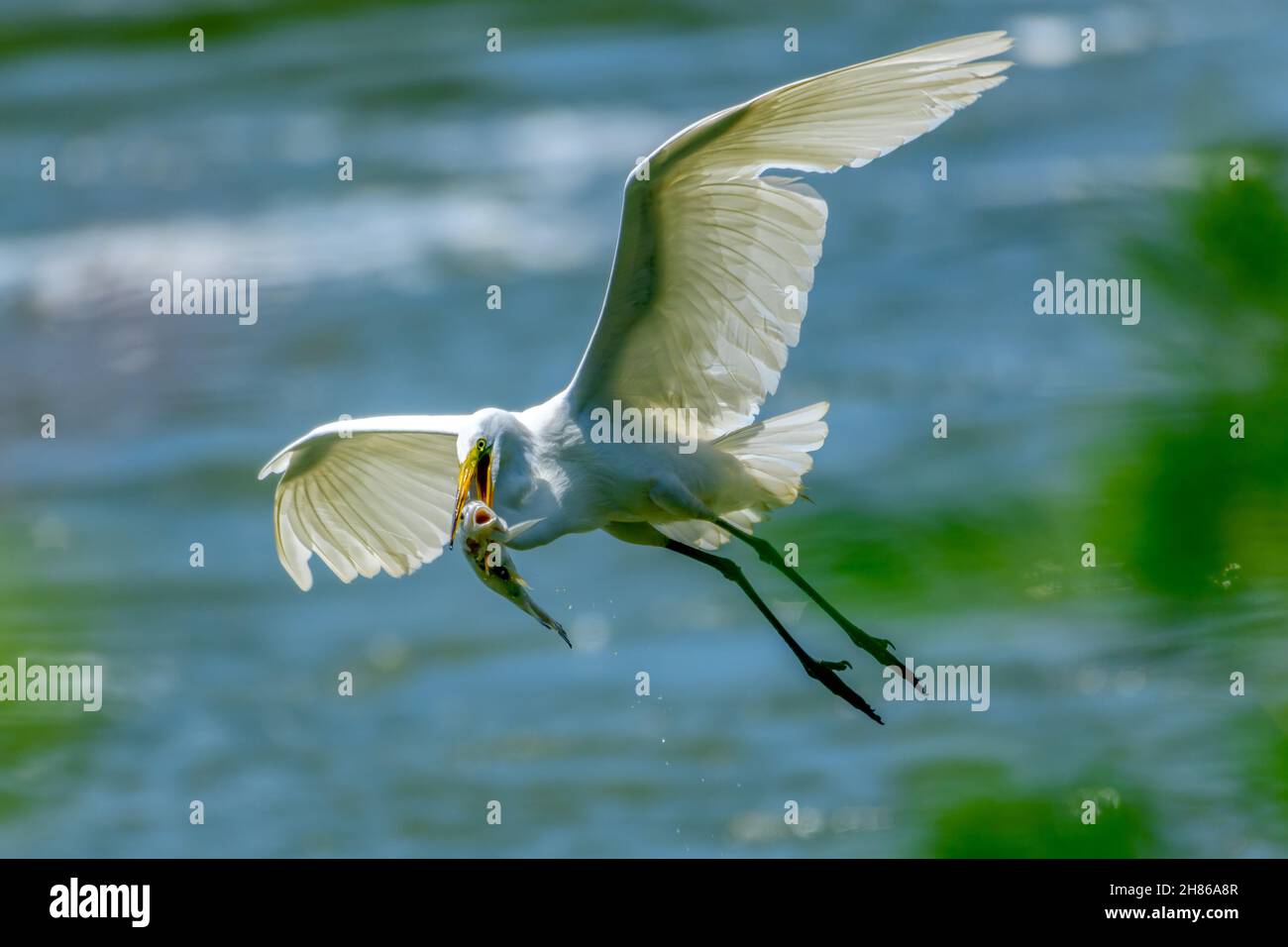 Grande Egret, Ardea alba, volare con il pesce in bocca Foto Stock