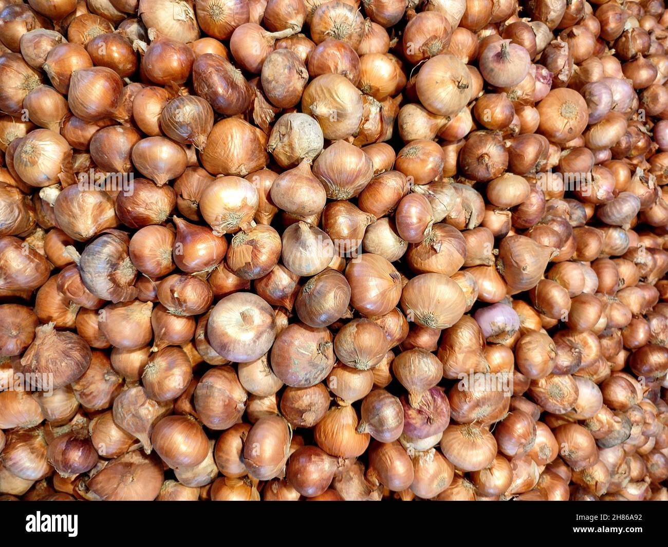 Cipolla. Allium cepa. È noto anche come cipolla bulbo o cipolla comune è un vegetale che è la specie più coltivata del genere Allium. Foto Stock