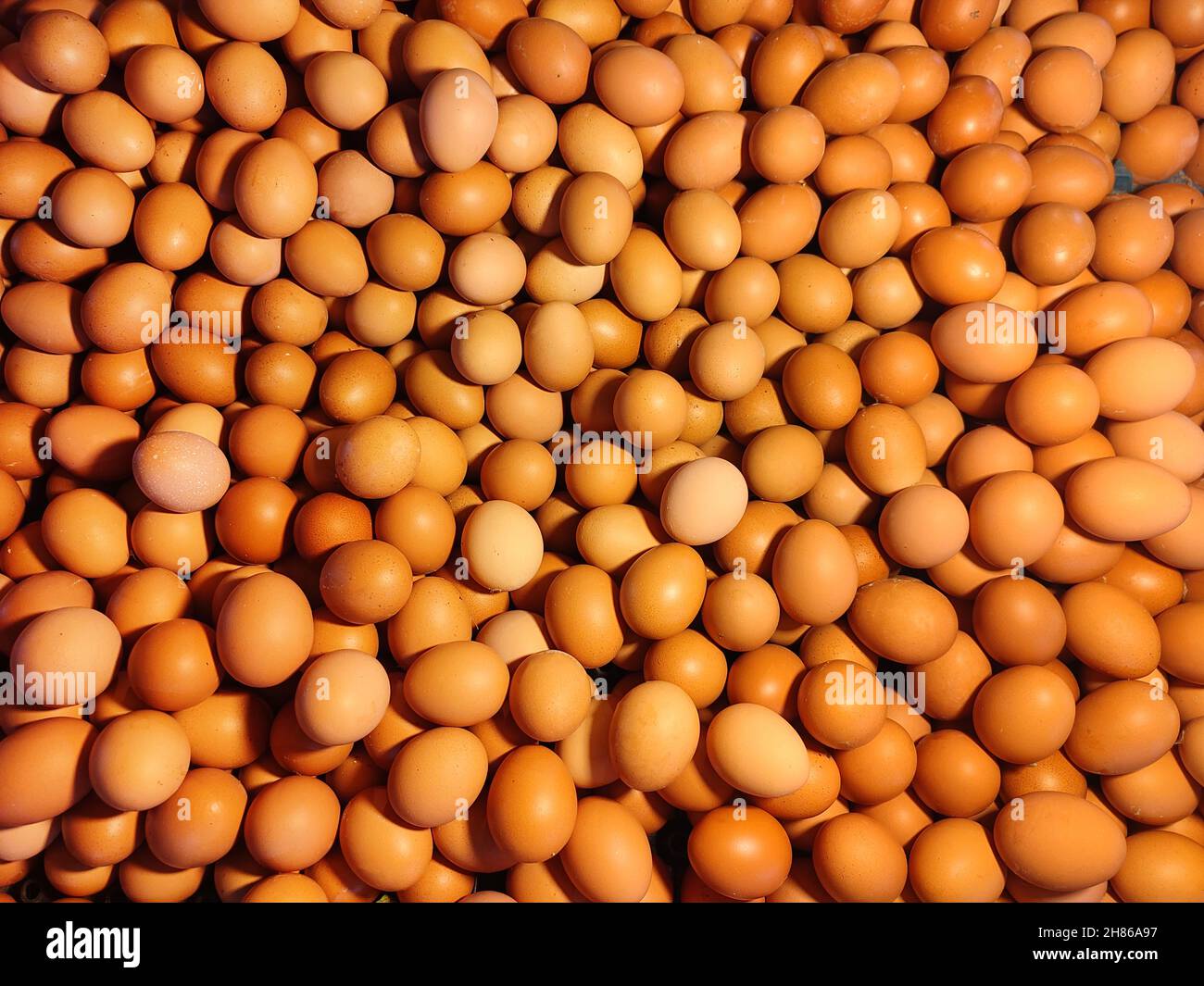 L'uovo di pollo è un componente principale della dieta umana che serve come fonte dietetica di proteine, grassi e altri nutrienti. Foto Stock