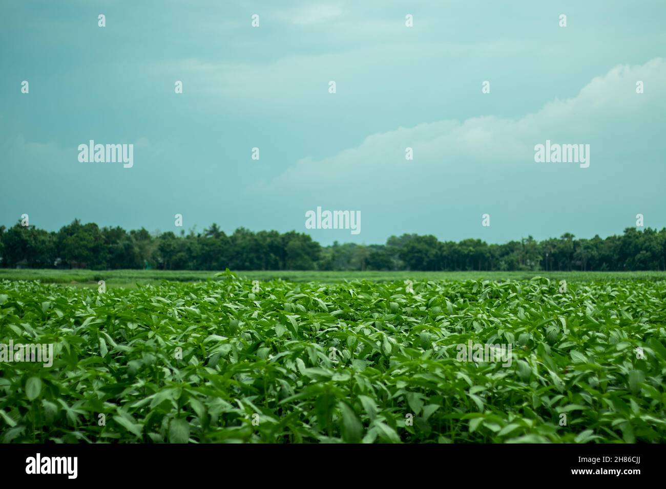 Pianta della mallata di iuta, iuta, mallata di ebreo, saluyot, okra di Bush, Spinaci di cotone egiziano. Cielo blu e nuvola bianca sullo sfondo Foto Stock