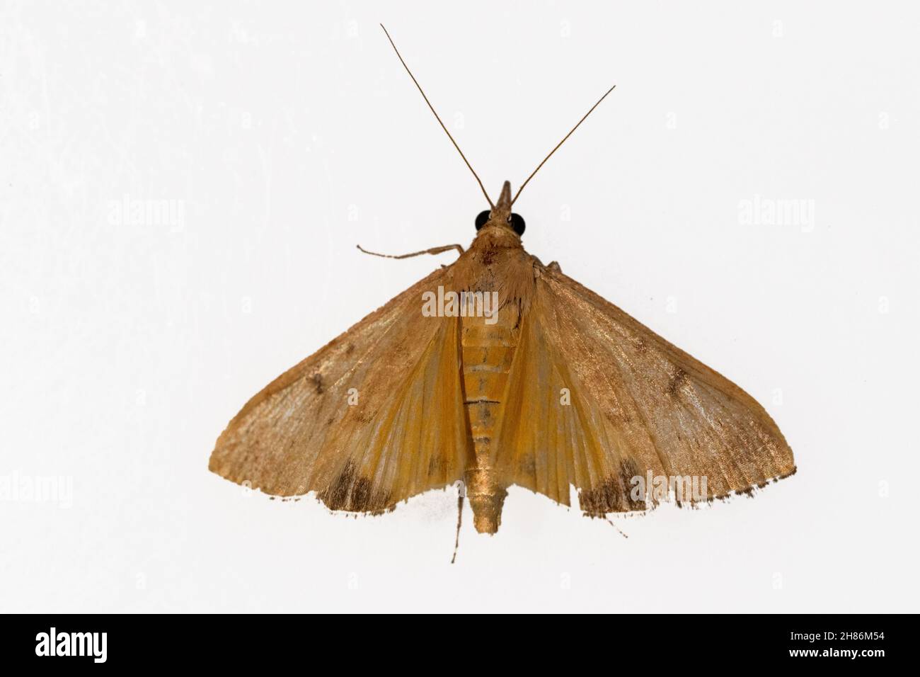 Farfalle notturne con sfondo bianco. Foto Stock