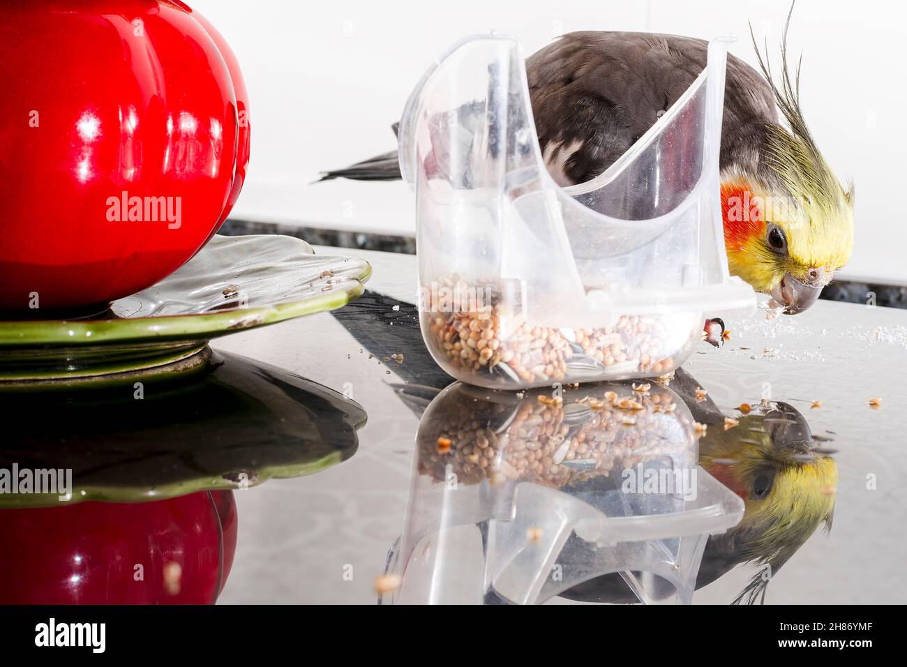 Primo piano di un uccello chiamato Carolina o Nymph.il pappagallo si riflette mentre mangiano miglio.la foto è scattata in formato orizzontale. Foto Stock