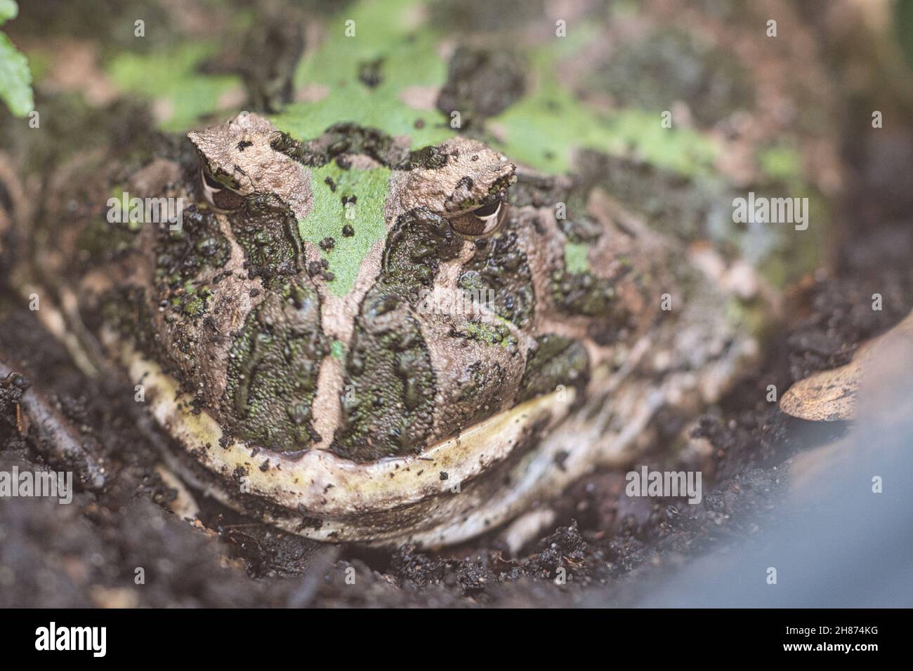 rana gigante seduta nel suo buco nel terreno. Si rilassa per mangiare Foto Stock