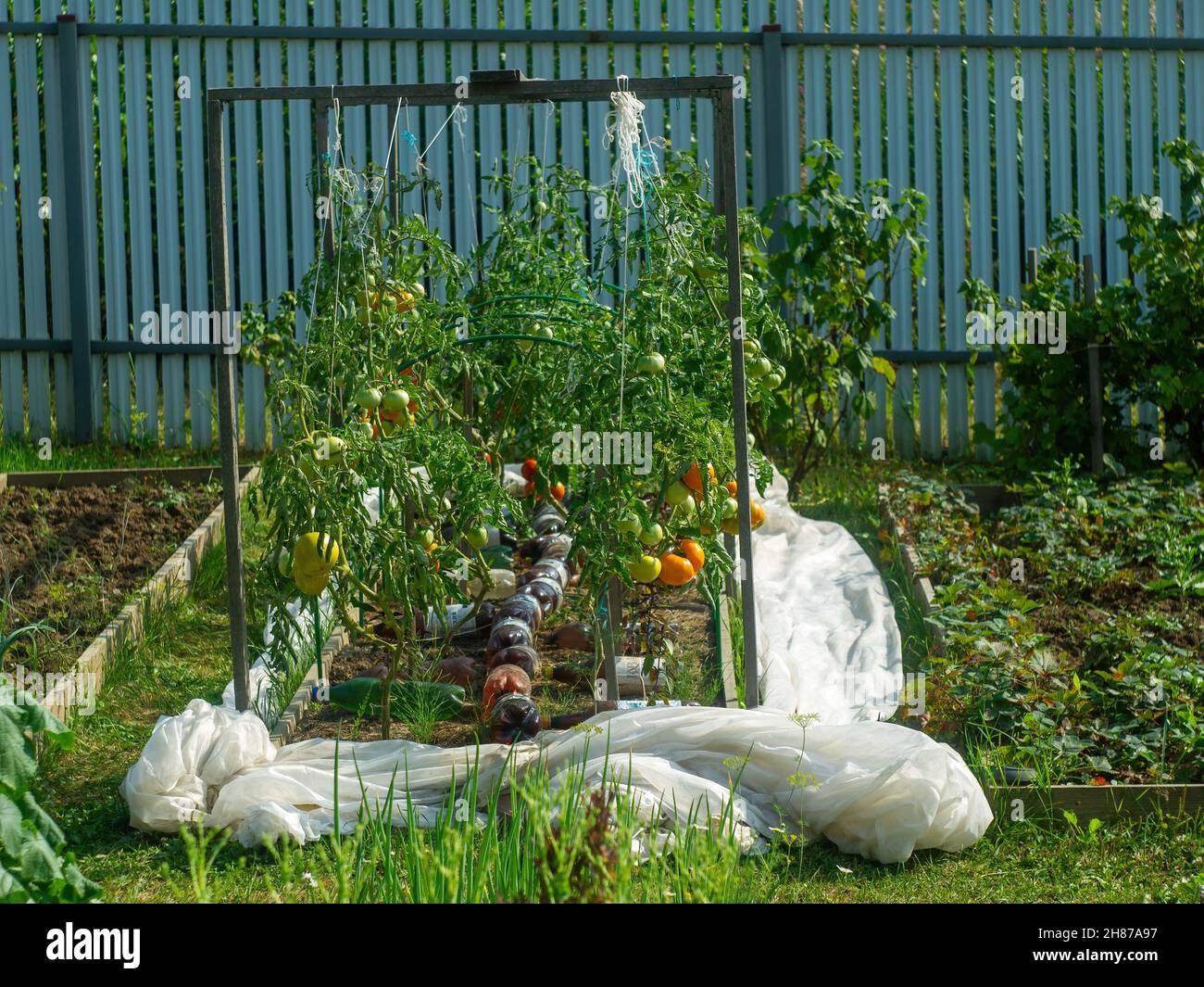 i pomodori maturano nel letto, in estate Foto Stock