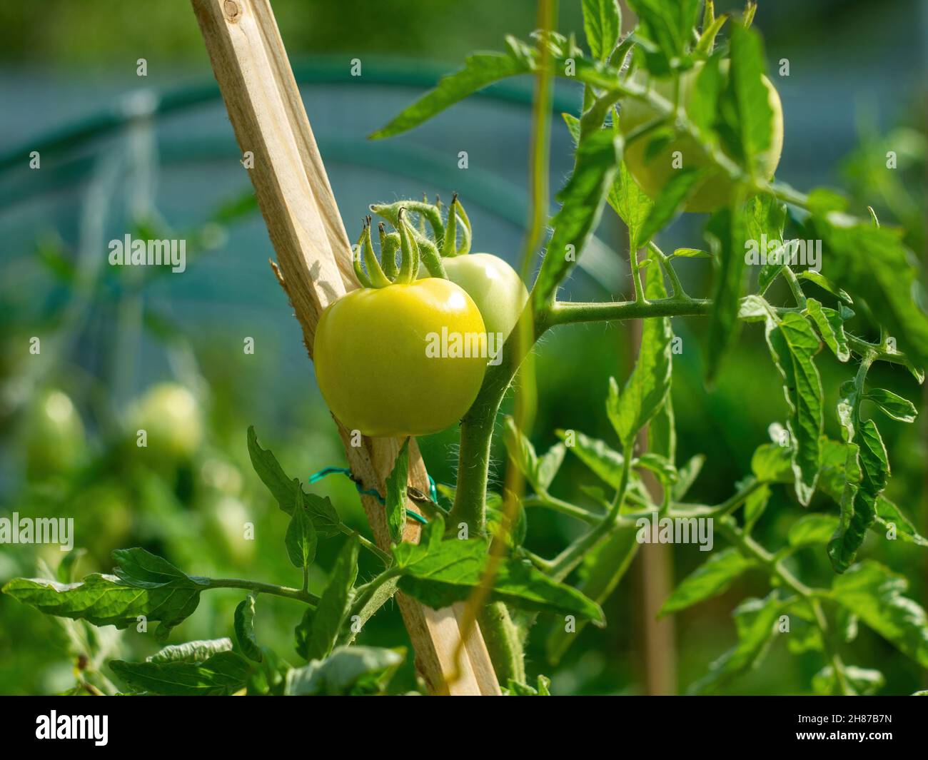 i pomodori maturano nel letto, in estate Foto Stock