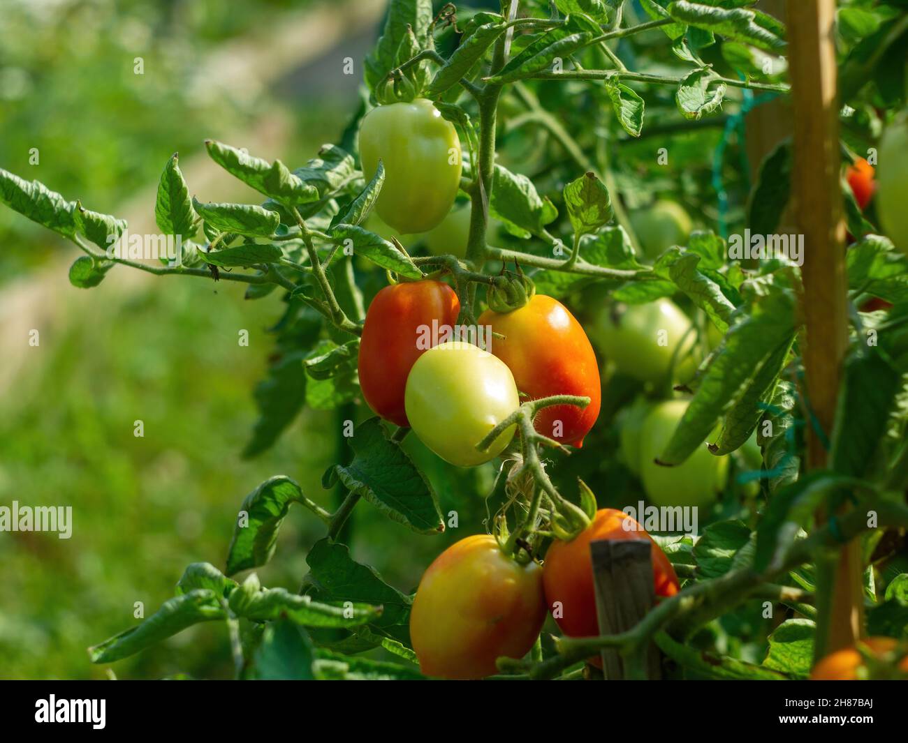 i pomodori maturano nel letto, in estate Foto Stock