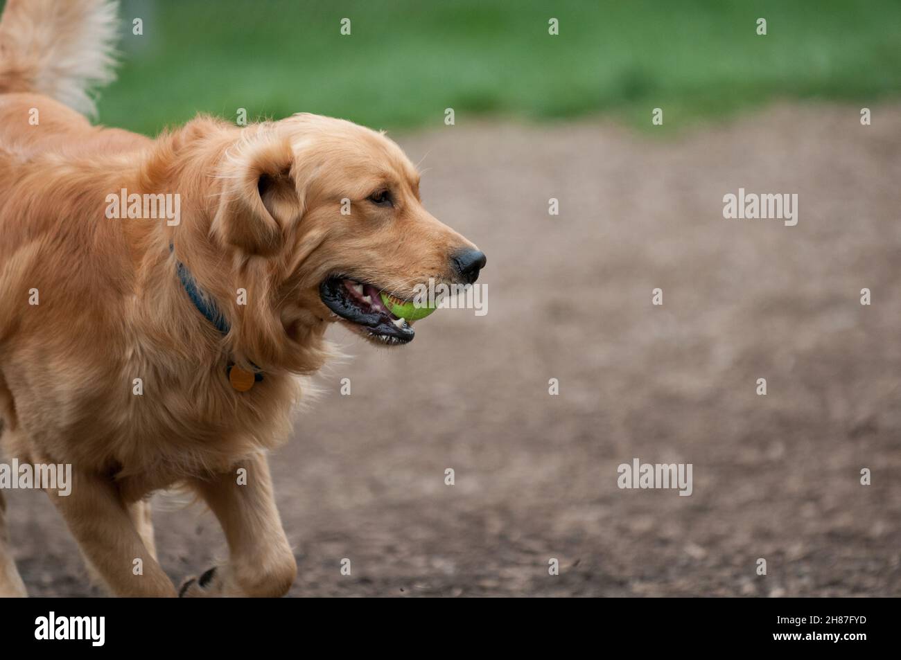 Cane che gioca al parco del cane nel Maryland Foto Stock
