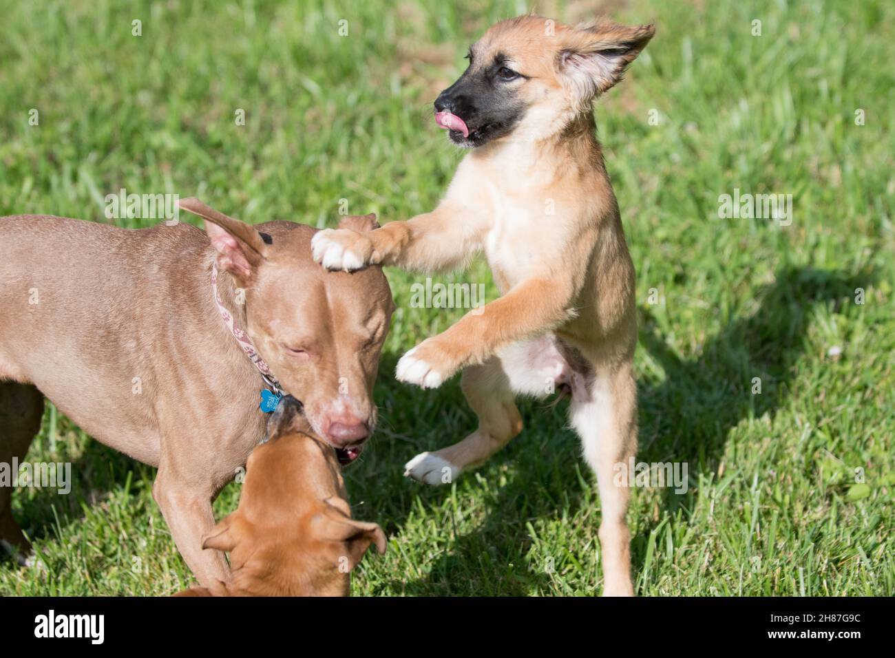 Tre cani che giocano nel cortile Foto Stock