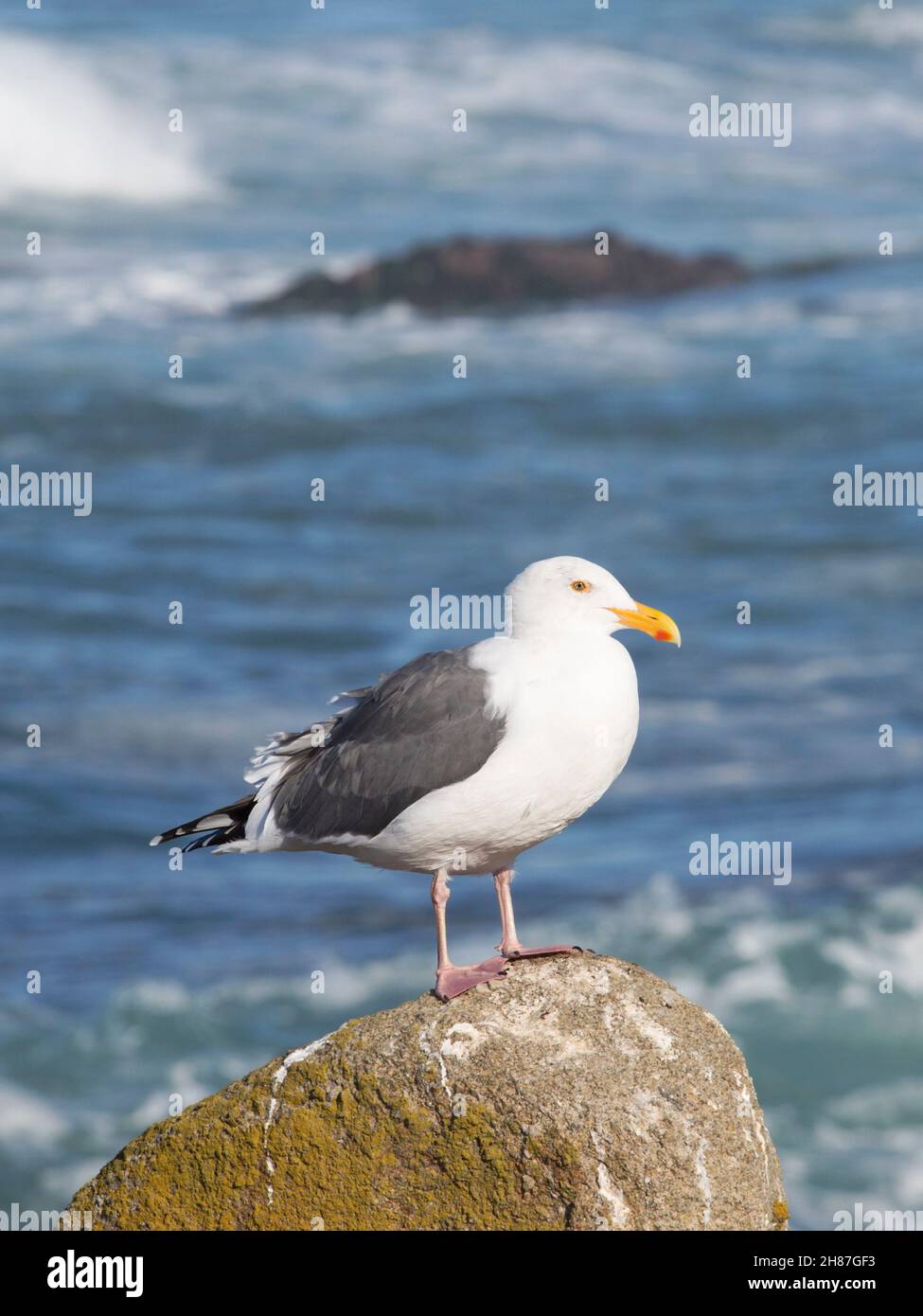 Pacific Grove, California, Stati Uniti. Ritratto di un gabbiano occidentale, Larus occidentalis, in piedi su masso accanto all'Oceano Pacifico vicino a Point Pinos. Foto Stock