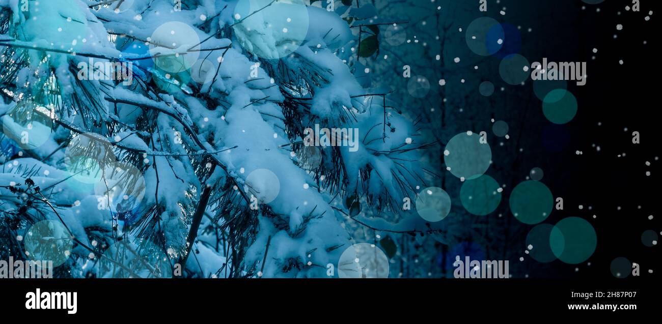 Primo piano di ramo di pino nevoso con luci sfocate. Foto Stock