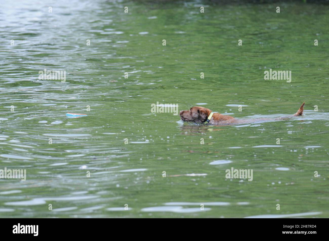 Cane marrone che nuota nel lago Foto Stock
