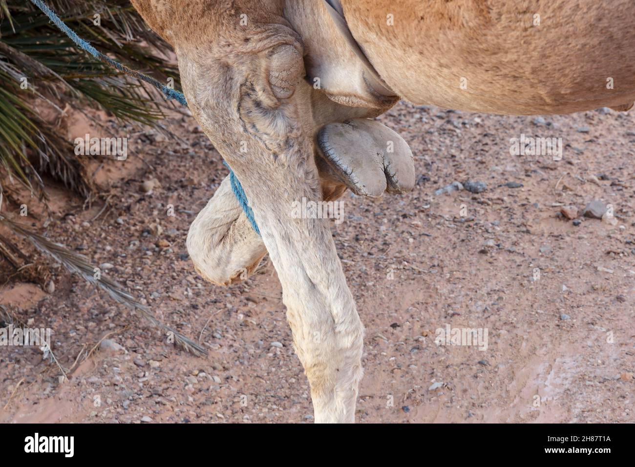 Dettaglio di zoccoli di dromedario cammello. Cammello con piede legato nel deserto del Sahara. Tema animale Foto Stock
