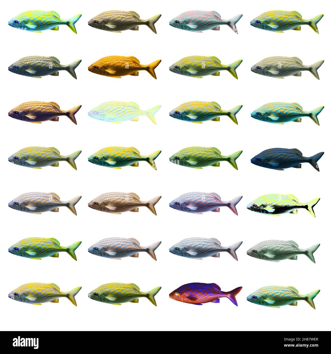 Migliorate digitalmente immagine di 28 variazioni di colore di un pesce di mare Foto Stock