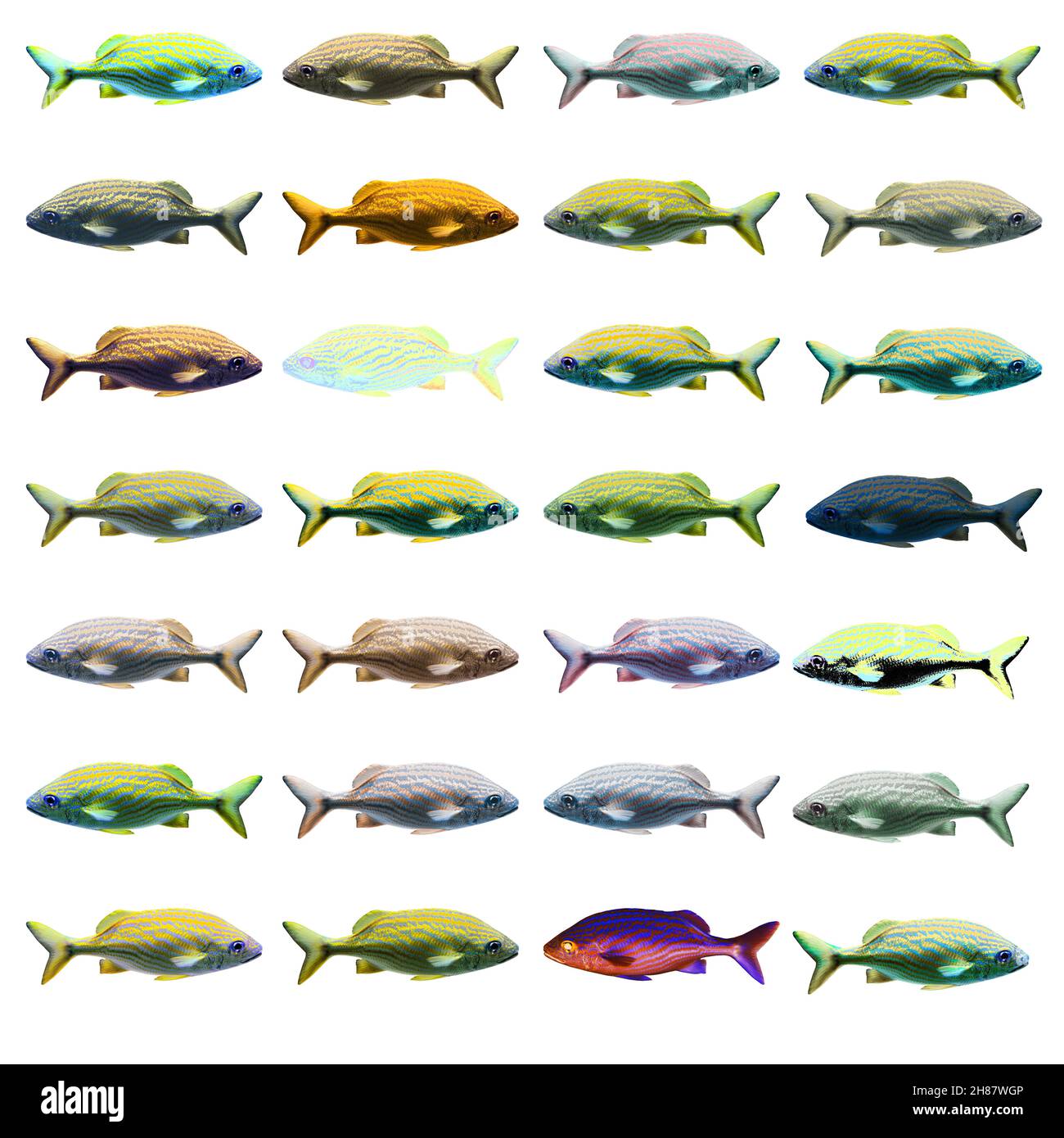 Migliorate digitalmente immagine di 28 variazioni di colore di un pesce di mare Foto Stock