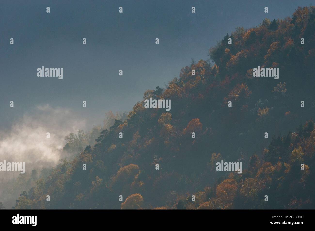 Foggy autunno legname Foto Stock
