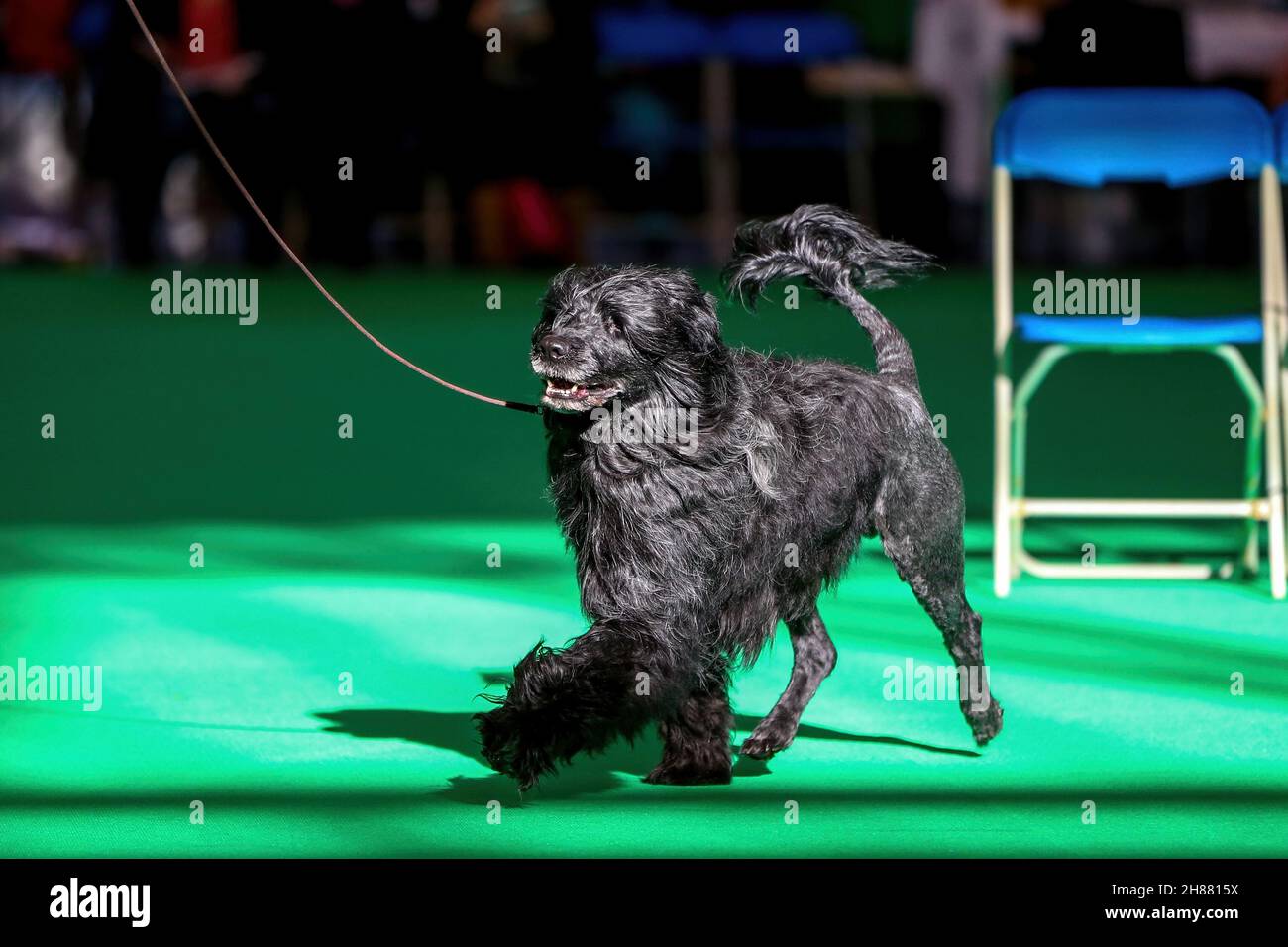 Cane d'acqua portoghese ad uno spettacolo di cani Foto Stock